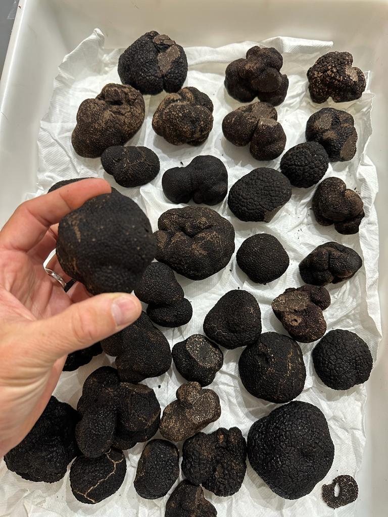 Brisures de truffes noires Tuber Melanosporum en conserve
