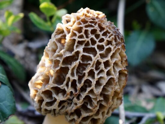 Morilles